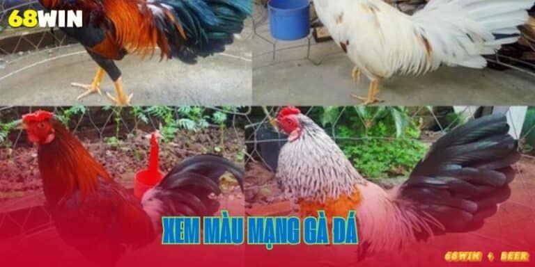 Xem màu mạng gà đá 68win
