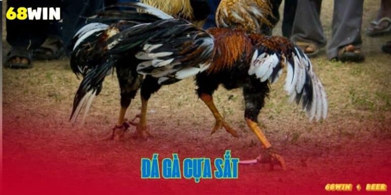 đá gà cựa sắt
