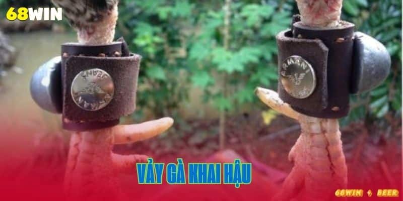 vảy gà khai hậu