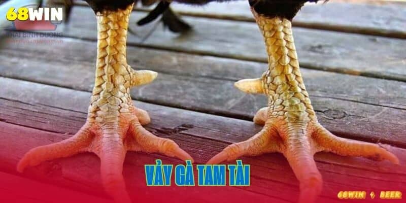 vảy gà tam tài là gì